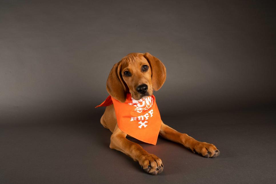 Meet the Players from Puppy Bowl XVII Puppy Bowl 2024 Discovery